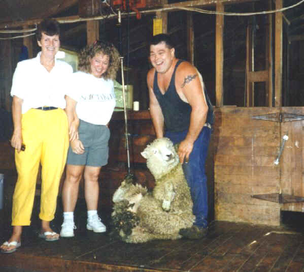 Sheep_Shearing.jpg (53919 bytes)