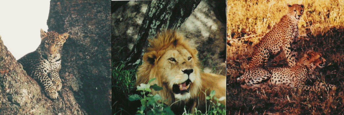 africa2.gif (322937 bytes)
