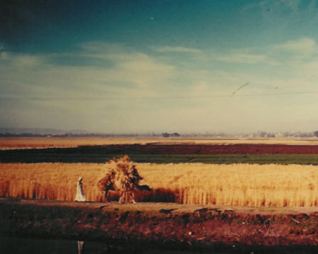 egypt7.jpg (23938 bytes)