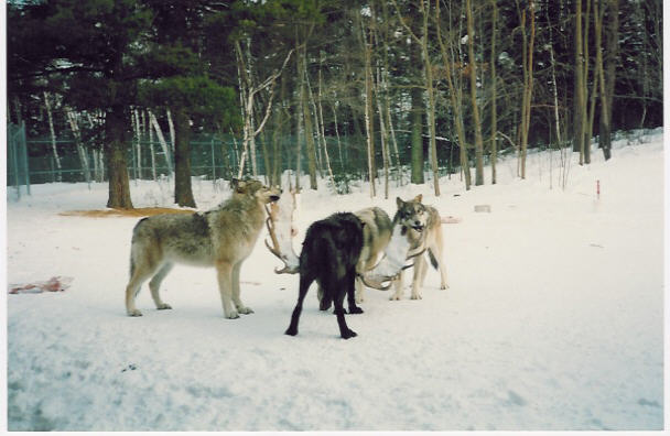 wolf1.jpg (46718 bytes)