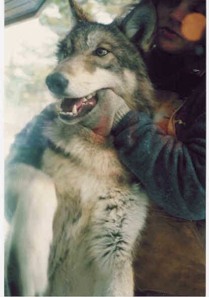 wolf2.tif (731296 bytes)