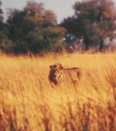 zim5.jpg (12879 bytes)
